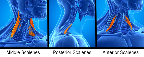 Middle, Posterior and Anterior Scalene Muscles